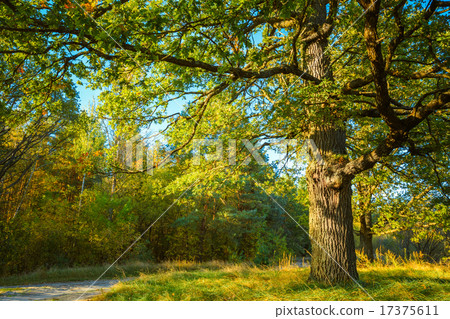 Sunny Day In Summmer Sunny Forest Trees, Green Grass. Nature Woo Sunny Day In Summmer Sunny Forest Trees, Green Grass. Nature Woo 17375611