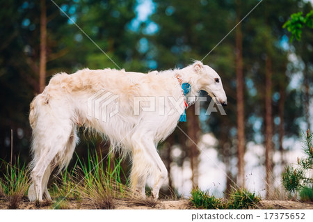 White Russian Wolfhound Dog, Borzoi, Russian Hunting, Sighthound 17375652