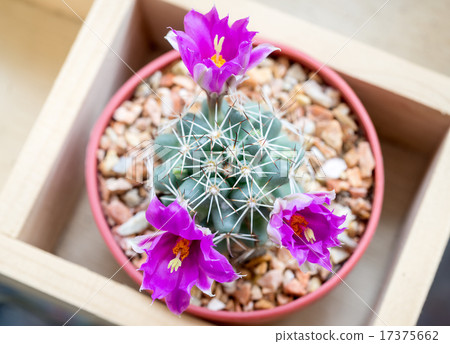Mammillaria schumannii flowers 17375662