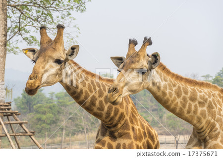 Hungry Giraffe 17375671