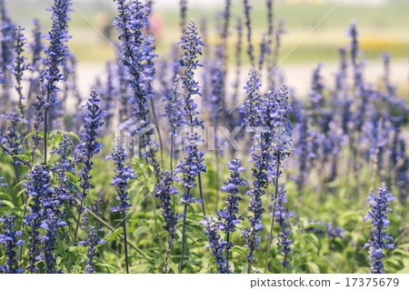 Lavenders Lavenders 17375679