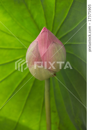 Pink lily Pink lily 17375905