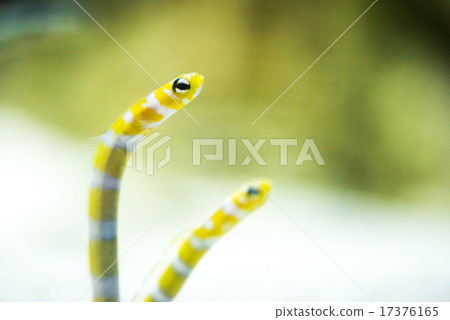 Nishiki Nago (Chinanago subfamily) Nishiki Nago (Chinanago subfamily) 17376165