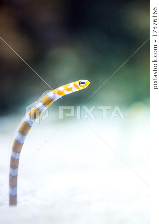 Nishiki Nago (Chinanago subfamily) Nishiki Nago (Chinanago subfamily) 17376166