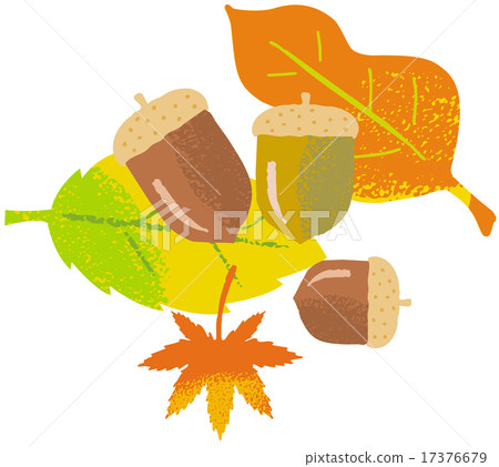 秋葉橡子 秋葉橡子 17376679