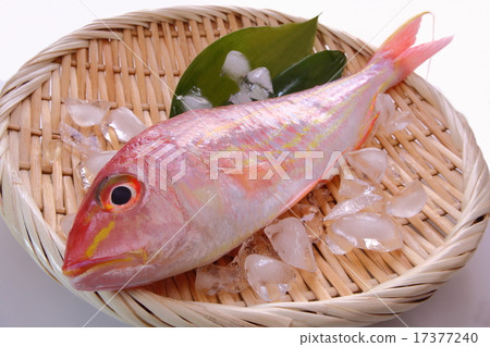 Threadfin bream 17377240