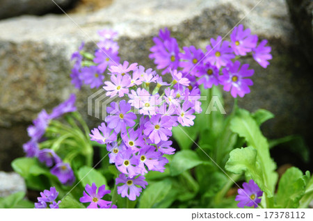 Reven Kozakura 17378112