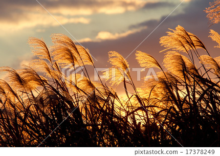 Autumn sky at evening and head of Suzuki Autumn sky at evening and head of Suzuki 17378249