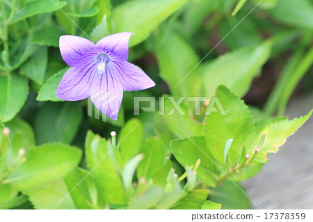 菊花的花朵 菊花的花朵 17378359