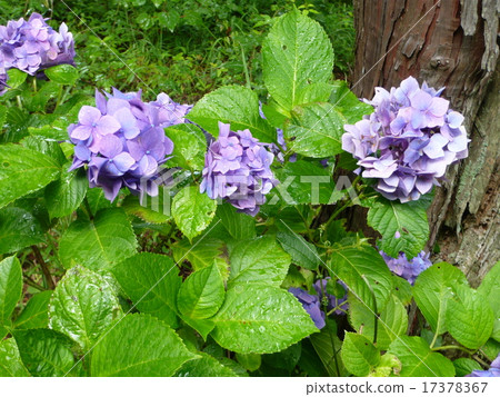 繡球 繡球 17378367