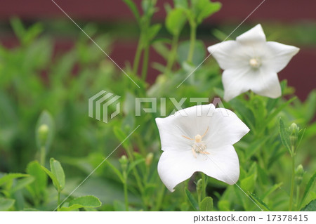 Flowers of Chrysanthemum 17378415