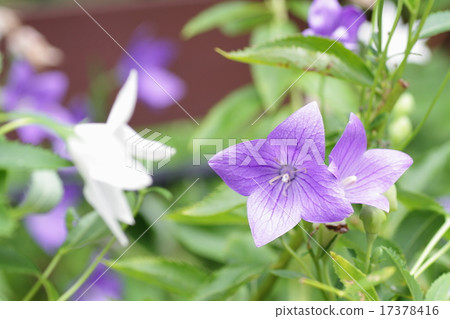Flowers of Chrysanthemum 17378416