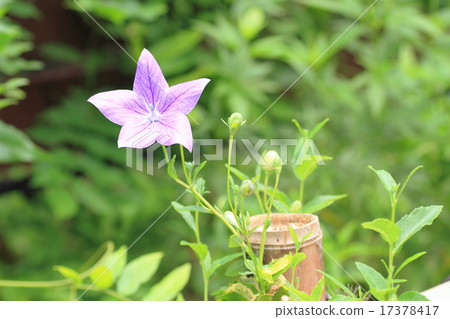 Flowers of Chrysanthemum 17378417