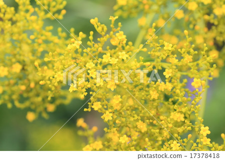 Omina's flower 17378418