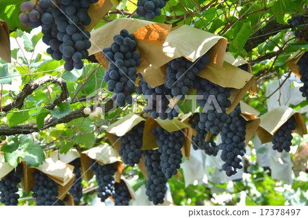 Grape Grape 17378497