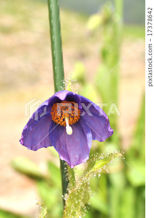 Dark purple poppies Dark purple poppies 17378642