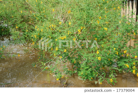 Sesbania sesban bush, dien dien yellow flower Sesbania sesban bush, dien dien yellow flower 17379004