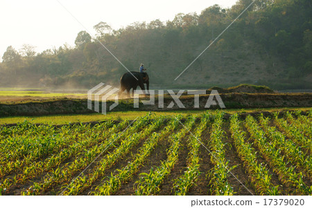 People ride elephant on path at countryside 17379020