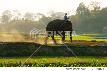 People ride elephant on path at countryside 17379021