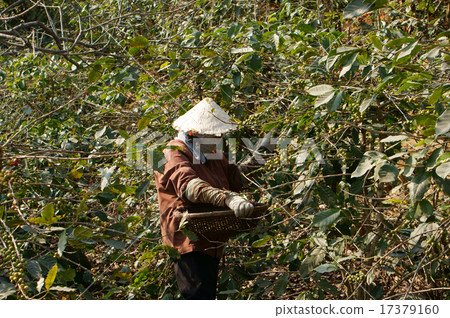 Farmer harvesting coffee grain 17379160
