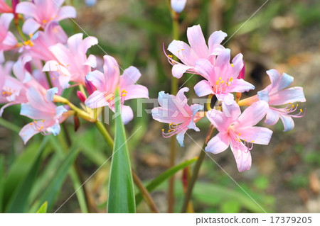 Ricollis Splengery Flower Ricollis Splengery Flower 17379205