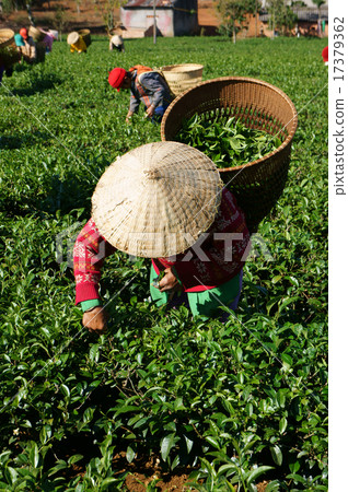 Tea picker pick tea leaf, agricultural plantation 17379362