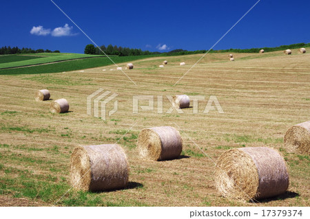 Grass roll 17379374