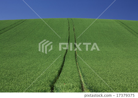 Wheat field 17379375