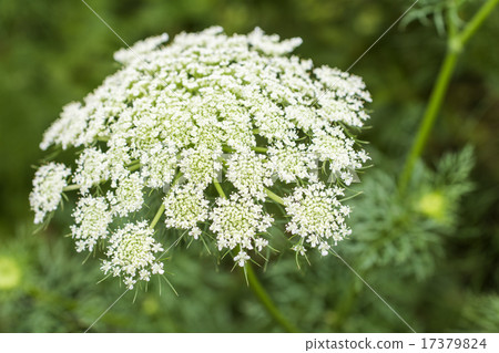 Carrot flowers 17379824