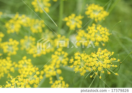 Up of flowers of fennel in green 17379826