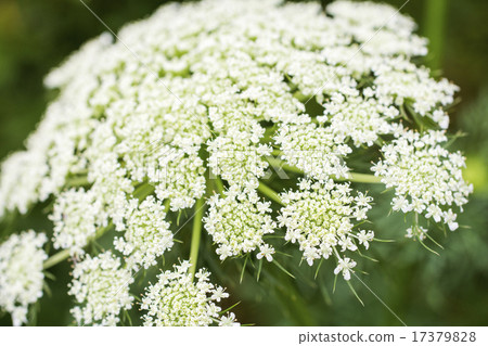 Carrot flower up 17379828