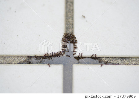 An ant 17379909