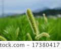 狗尾草 17380417