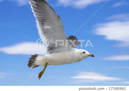 Blue sky and seagulls 17380992