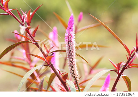 Nogeitou花 Nogeitou花 17381064