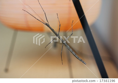 Edananafushi 17381196