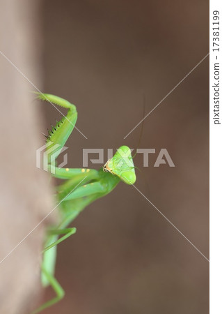 毛蟲幼蟲 17381199