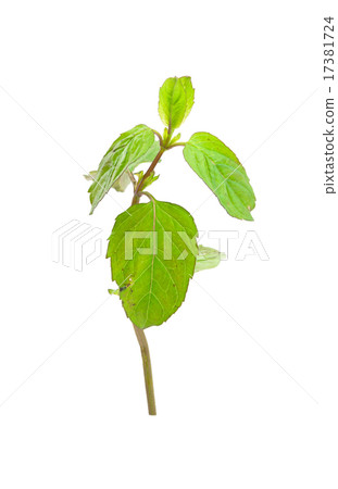 mint 17381724