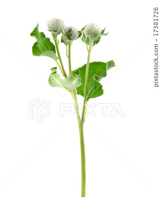 plant thistle 17381726
