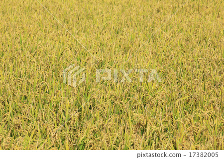 Inaho Nakafurano-cho北海道 17382005