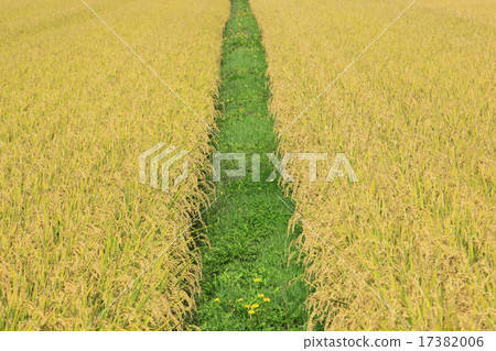 北海道Nakafurano鎮Inaho和Rodo 北海道Nakafurano鎮Inaho和Rodo 17382006