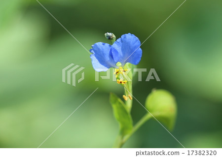 季節性花草甸草 17382320