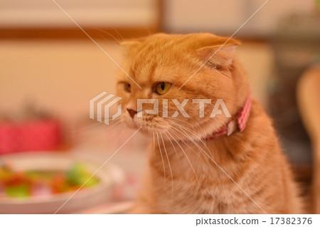 Fluid Nyan 17382376