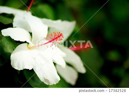 White hibiscus 17382528
