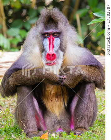 Mandrill 17382587