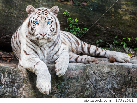 白虎 白虎 17382591