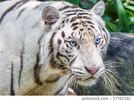 White Tiger   17382592