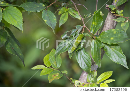 Larvae of Omurasaki Larvae of Omurasaki 17382596