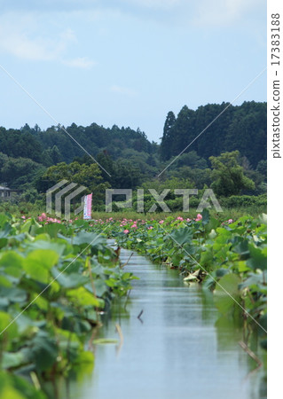 Izu-numa is a festival's boat road Izu-numa is a festival's boat road 17383188