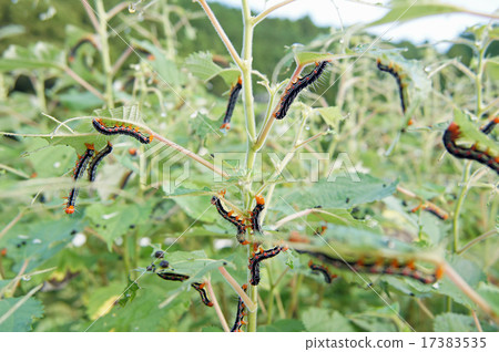 Arcte coerula 17383535
